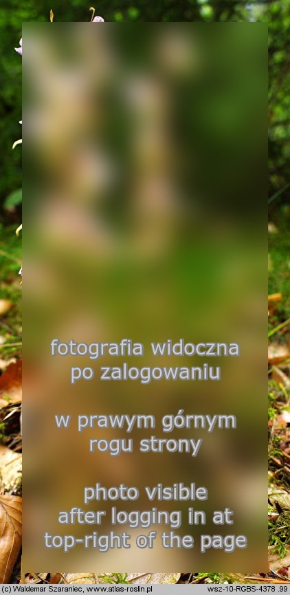 Epipogium aphyllum (storzan bezlistny)