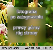 Epipogium aphyllum (storzan bezlistny)