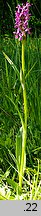 Dactylorhiza incarnata × maculata