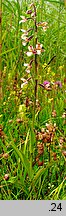 Epipactis palustris (kruszczyk błotny)