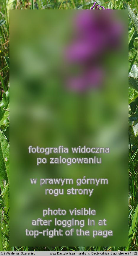 Dactylorhiza ×dufftiana