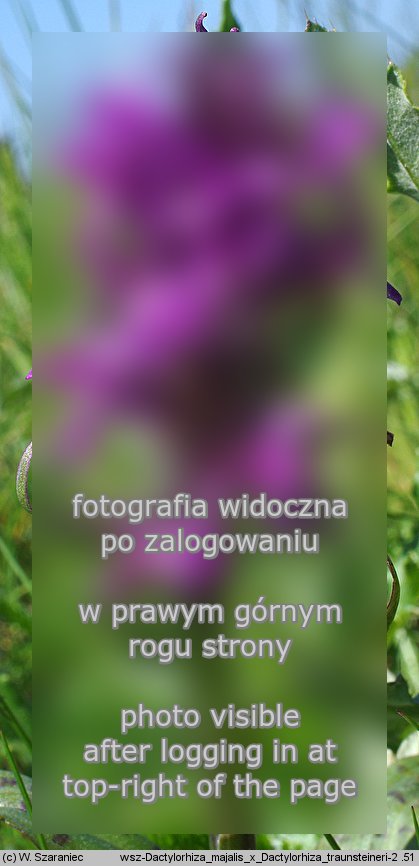 Dactylorhiza ×dufftiana