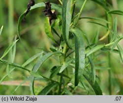 Achillea salicifolia (krwawnik wierzbolistny)