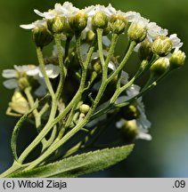 Achillea salicifolia (krwawnik wierzbolistny)