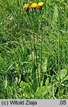Hypochoeris maculata (prosienicznik plamisty)