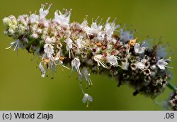 Mentha longifolia (mięta długolistna)