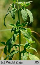 Mentha longifolia (mięta długolistna)