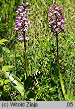Orchis ×hybrida