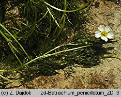 Ranunculus penicillatus (jaskier pÄ™dzelkowaty)