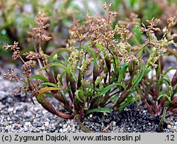 Coleanthus subtilis (koleantus delikatny)
