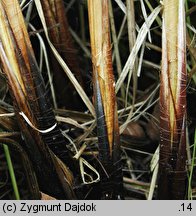Carex buekii (turzyca Bueka)