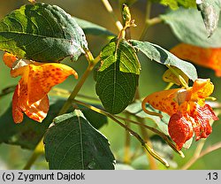 Impatiens capensis (niecierpek pomarańczowy)