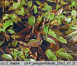 Potamogeton polygonifolius (rdestnica podÅ‚ugowata)