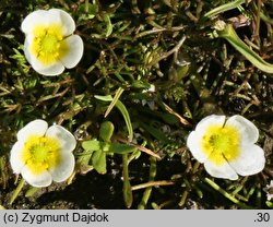 Ranunculus rionii (jaskier Riona)