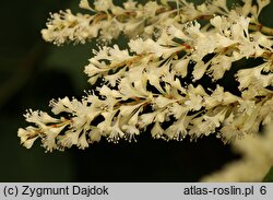 Reynoutria sachalinensis (rdestowiec sachaliÅ„ski)