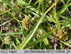 Dichostylis micheliana (dichostylis Michela)