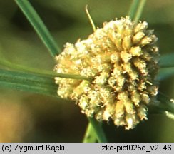 Dichostylis micheliana (dichostylis Michela)